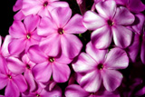 garden phlox